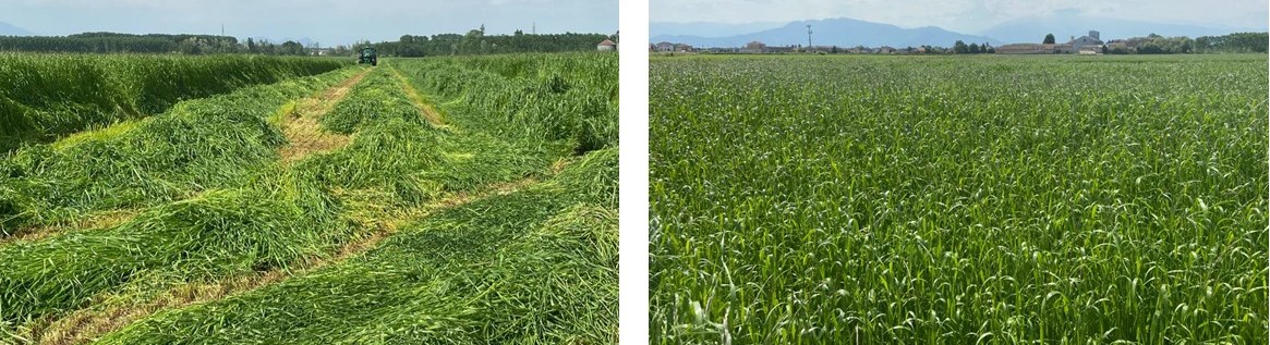 immagine di trinciatura e insilamento