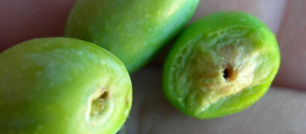 olive colpite da Prays