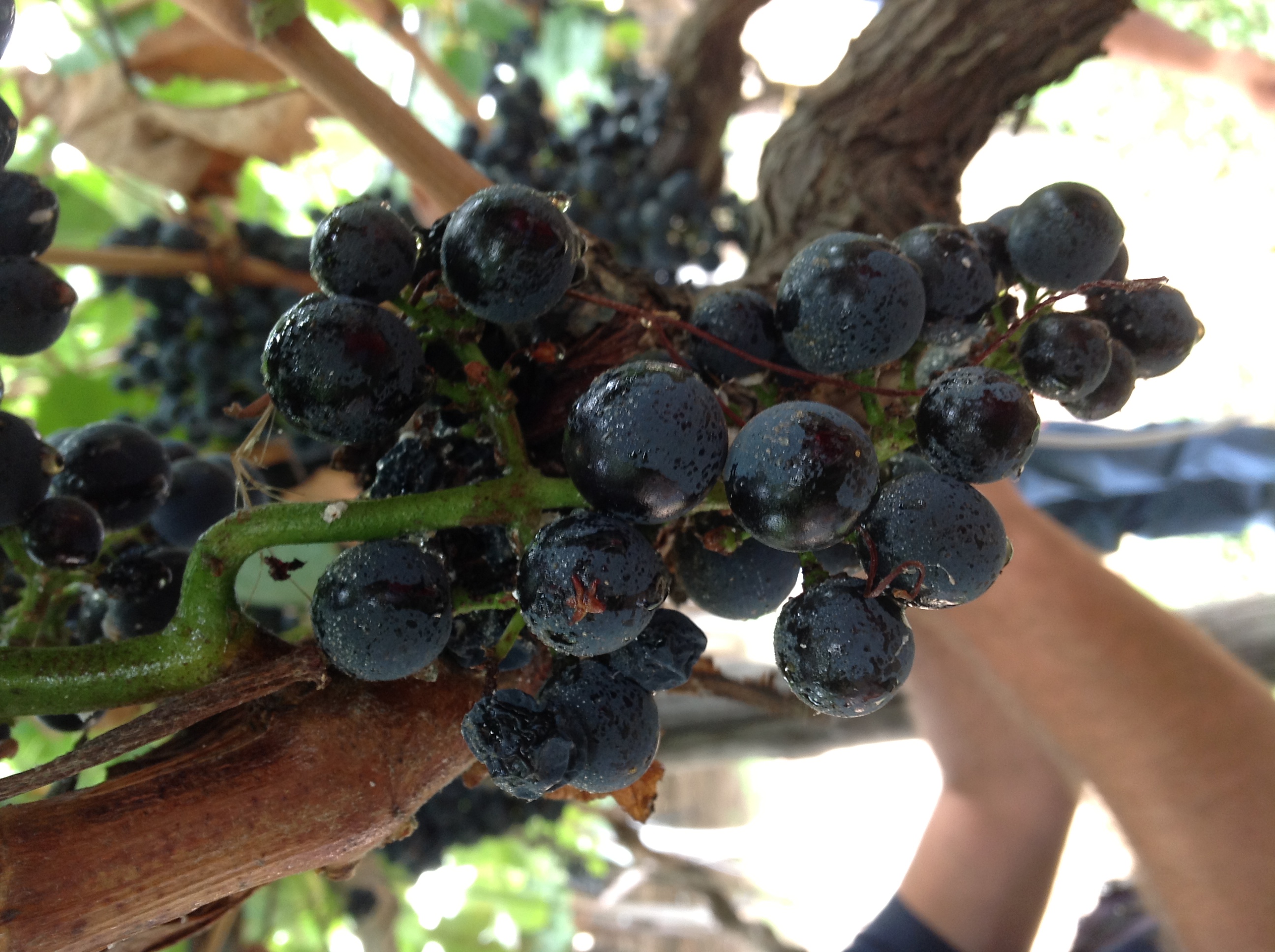 danni da planococcus ficus su vite