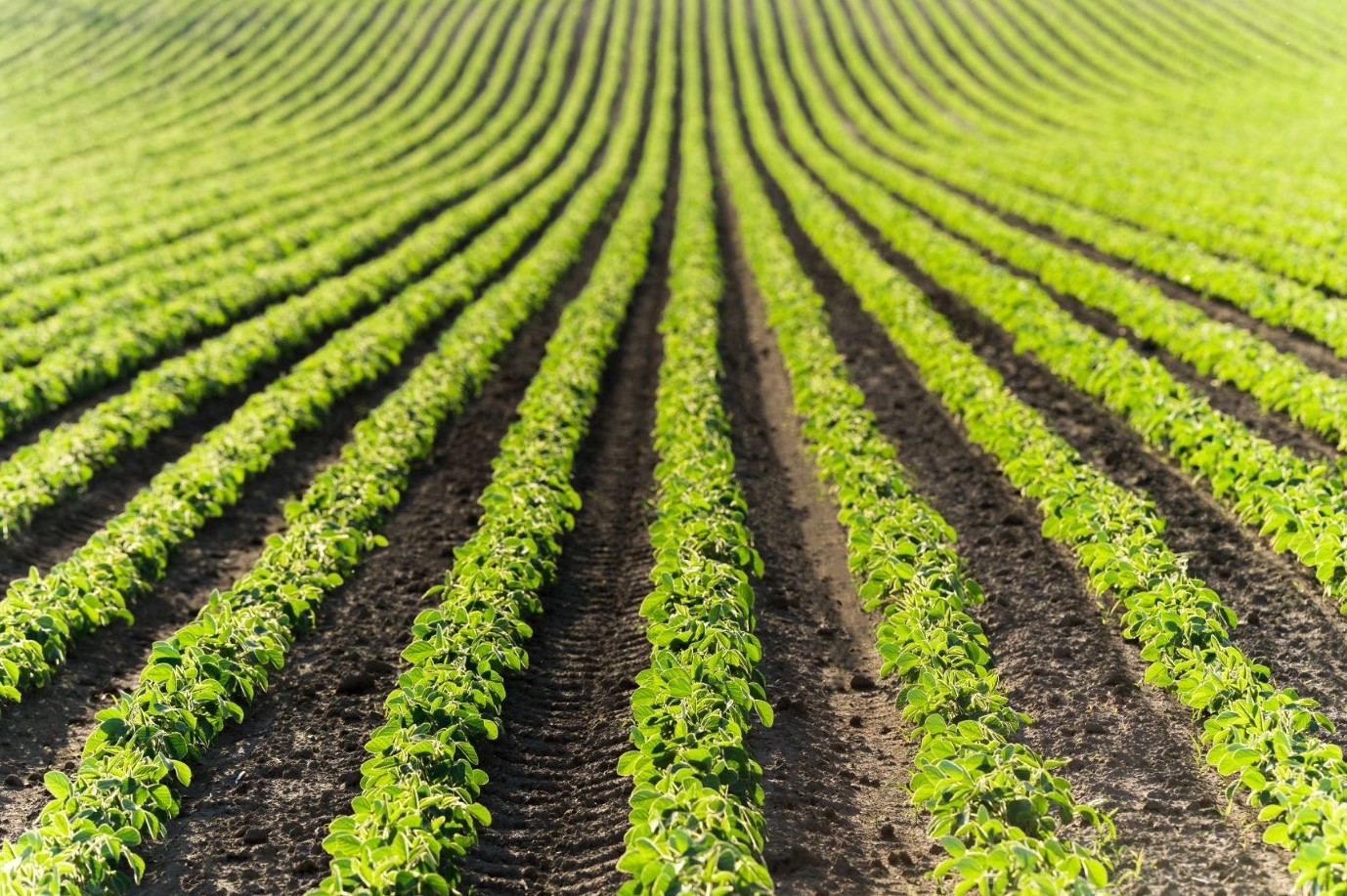 soia in fase di sviluppo