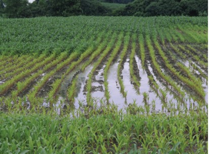 perdite di azoto in primavera sul mais