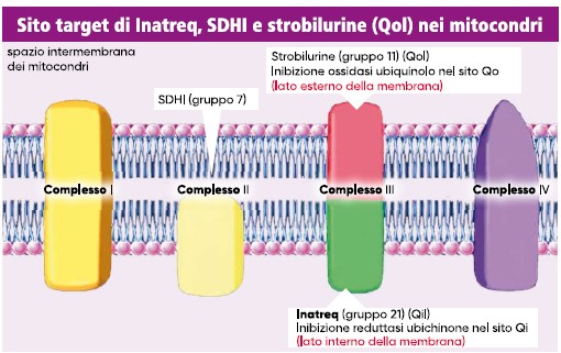 meccanismo d'azione di Inatreq