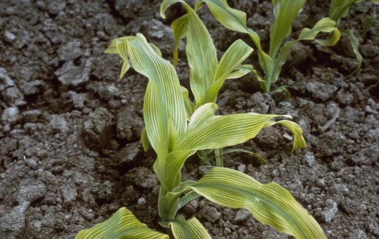 ingiallimenti del mais nelle prime fasi di sviluppo
