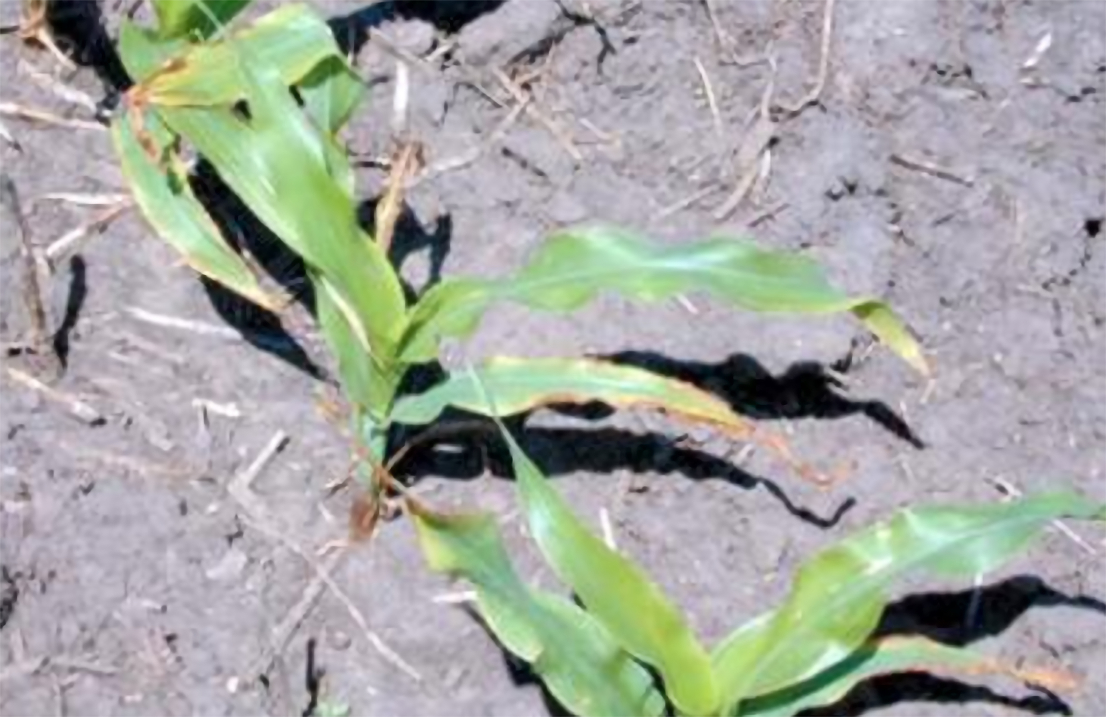 ingiallimenti del mais nelle prime fasi di sviluppo