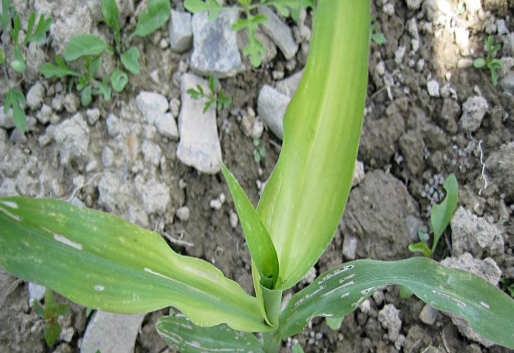 ingiallimenti del mais nelle prime fasi di sviluppo