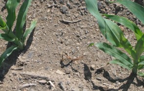 marciume del seme e della plantula di mais