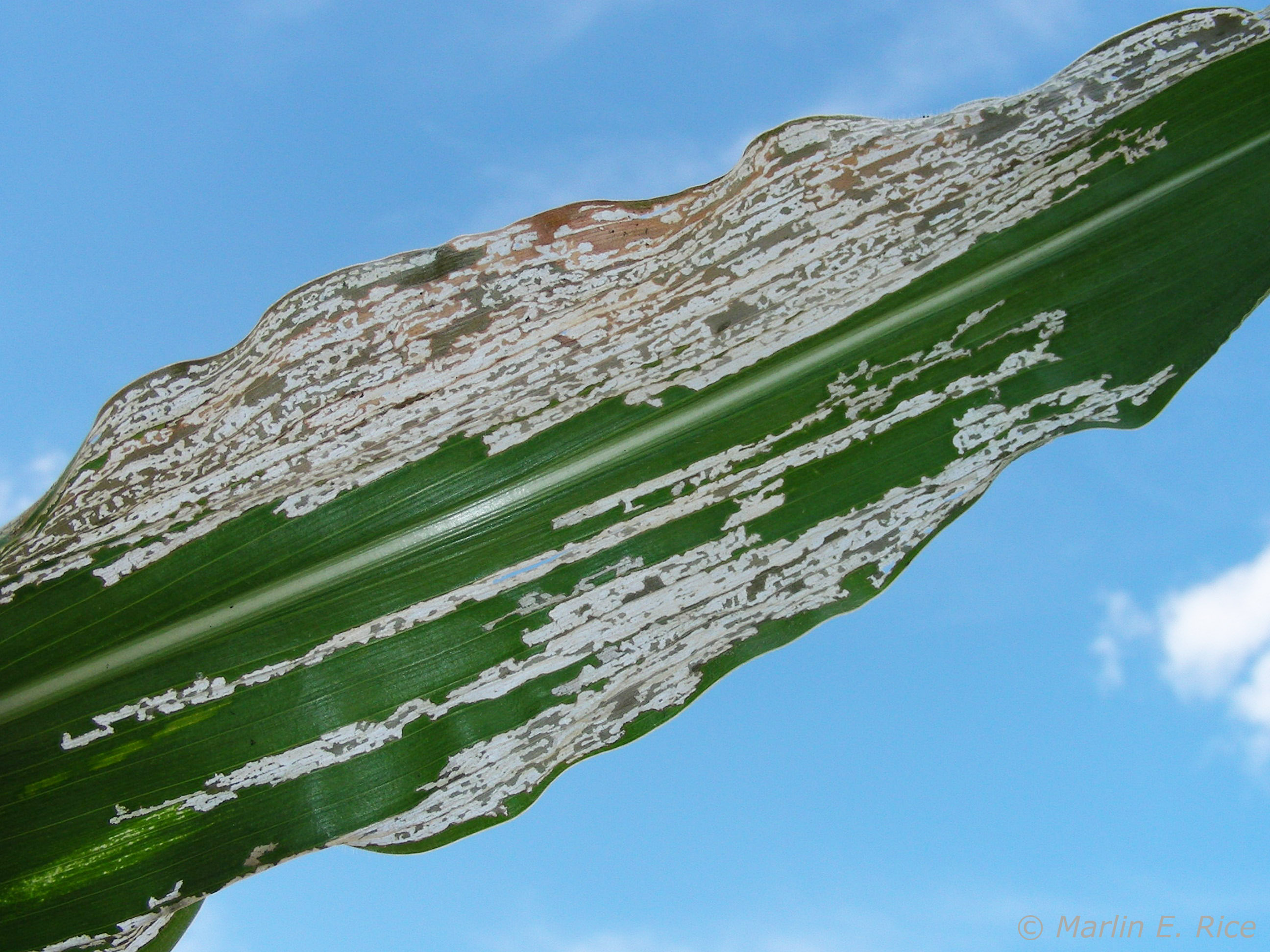 danni della diabrotica del mais