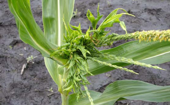 esempio di cima pazza del mais