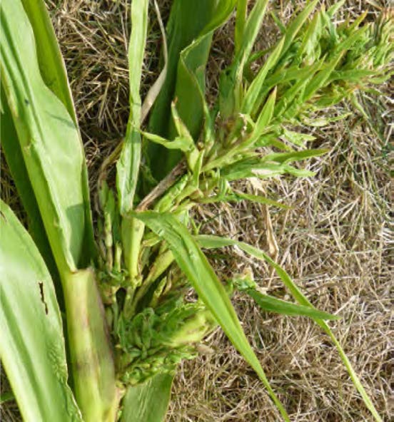 esempio di cima pazza del mais