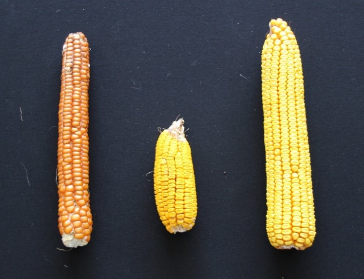 immagine storica del mais e della maiscoltura