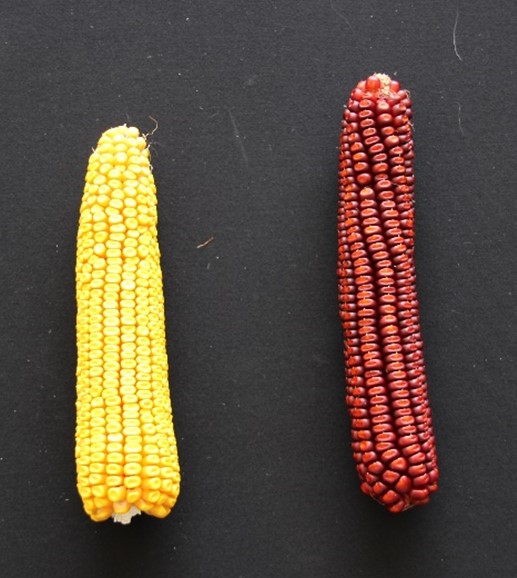 immagine storica del mais e della maiscoltura