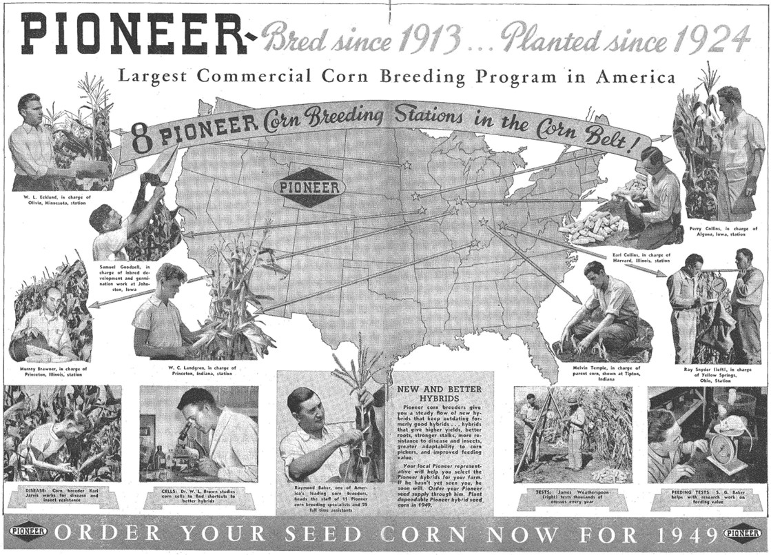 immagine storica del mais e della maiscoltura