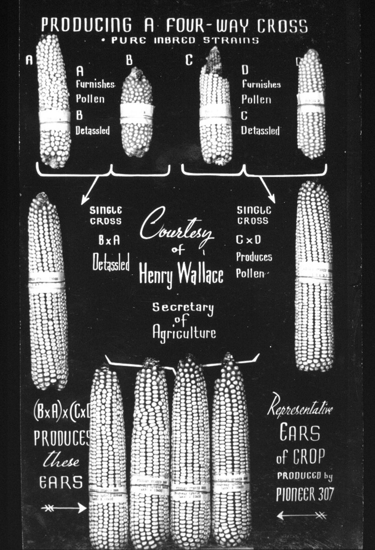 immagine storica del mais e della maiscoltura