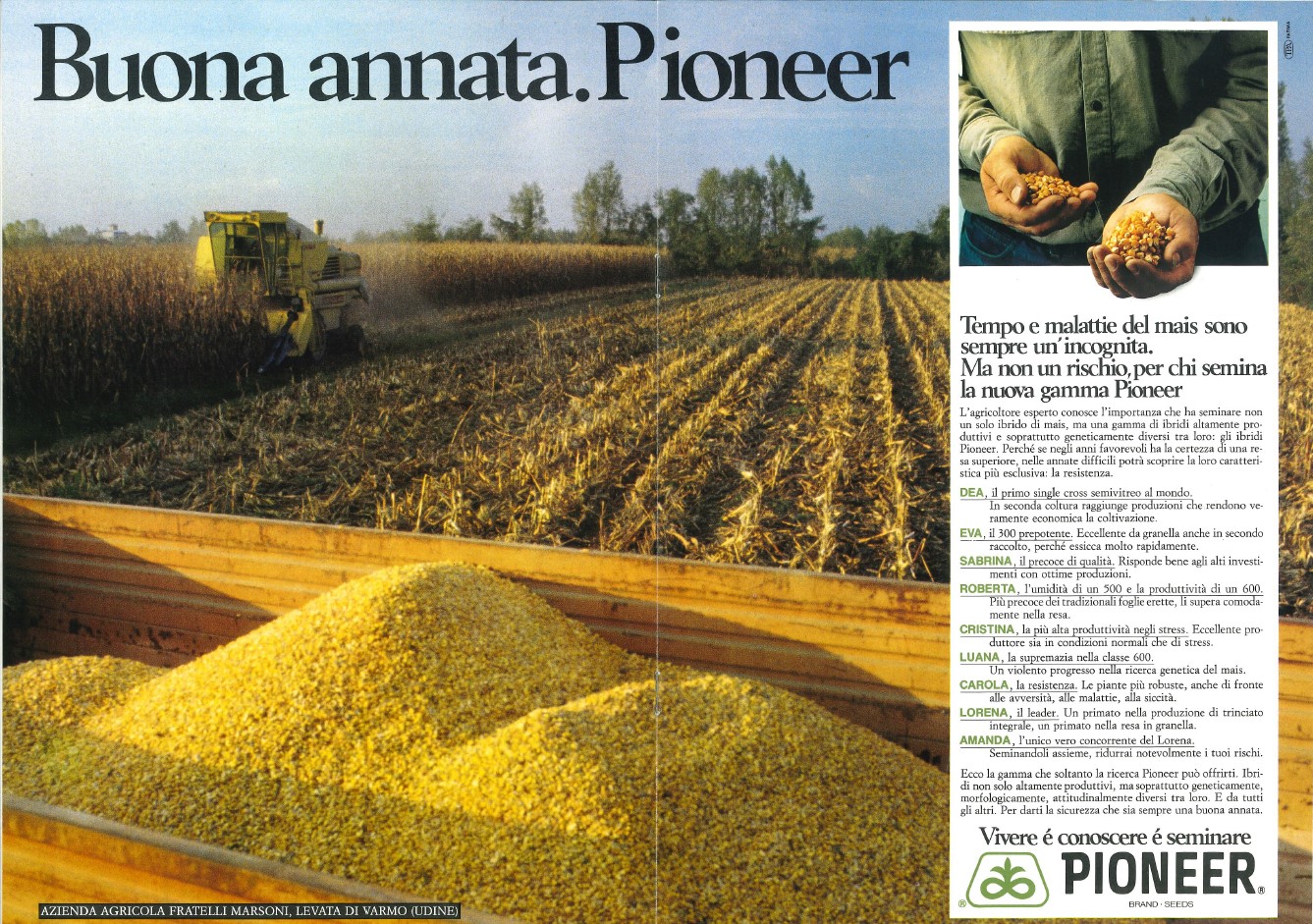 immagine storica del mais e della maiscoltura