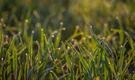 frumento dopo  l'emergenza