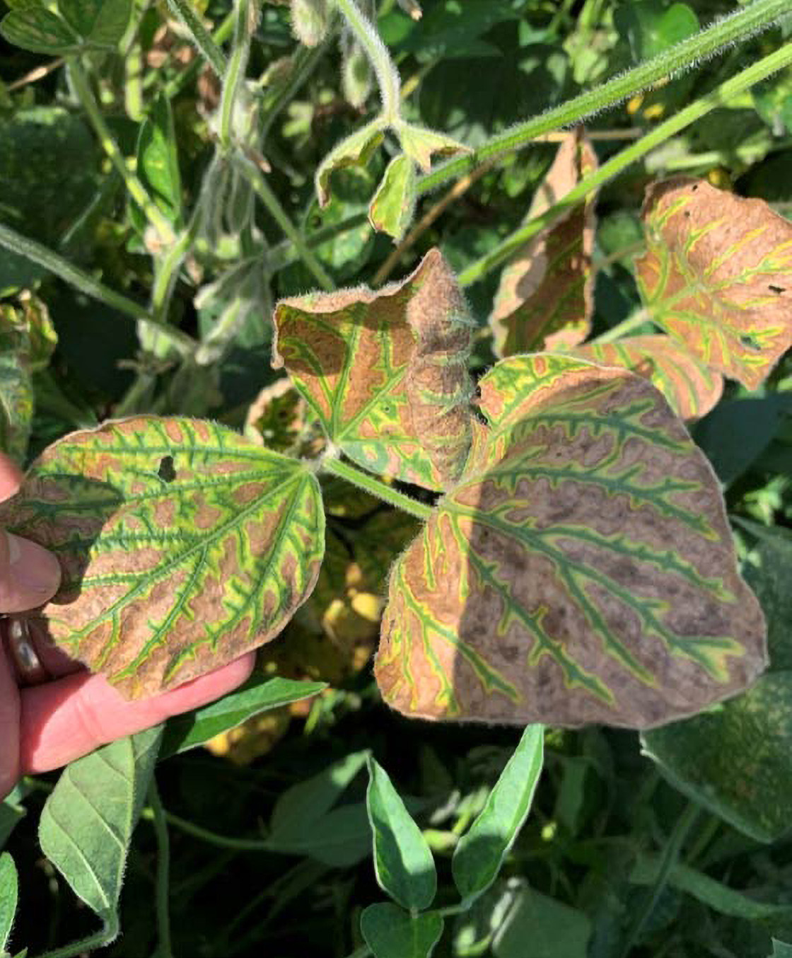 marciume rosso del colletto della soia