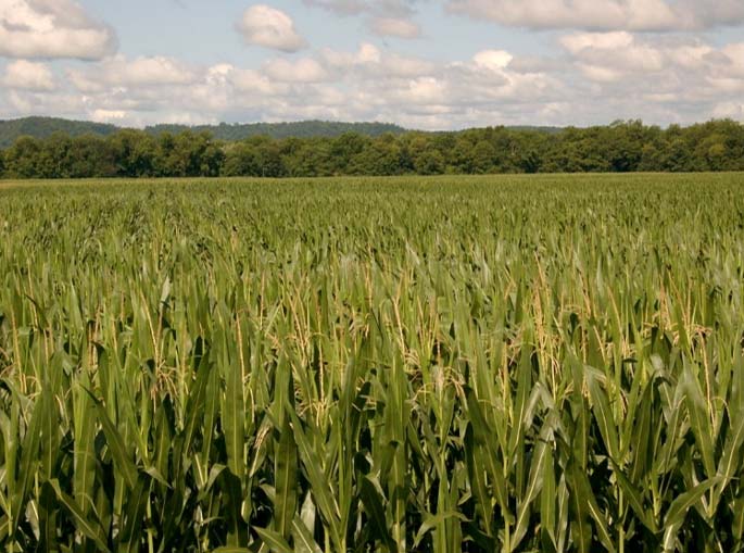 dati ed effetti dello stress da caldo sul mais