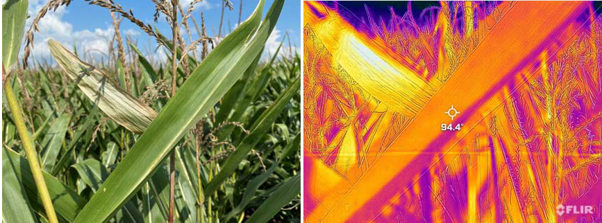 dati ed effetti dello stress da caldo sul mais