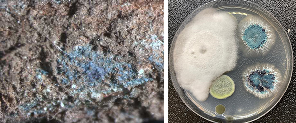 sintomo sindrome della morte improvvisa della soia