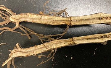 sintomo sindrome della morte improvvisa della soia