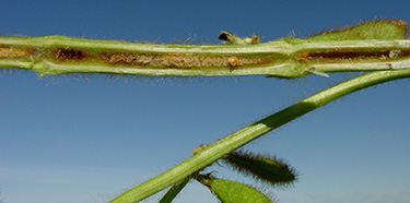 sintomo sindrome della morte improvvisa della soia