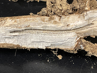 sintomo sindrome della morte improvvisa della soia