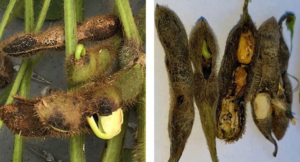 sintomi di malattia sui baccelli