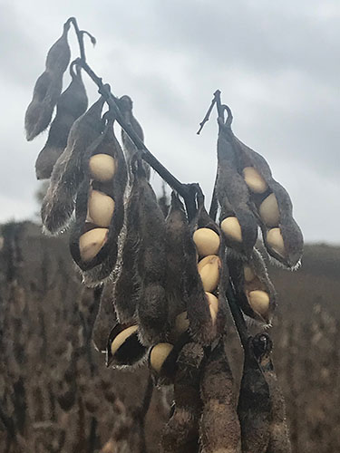 rottura dei baccelli e pre-germinazione dei semi di soia