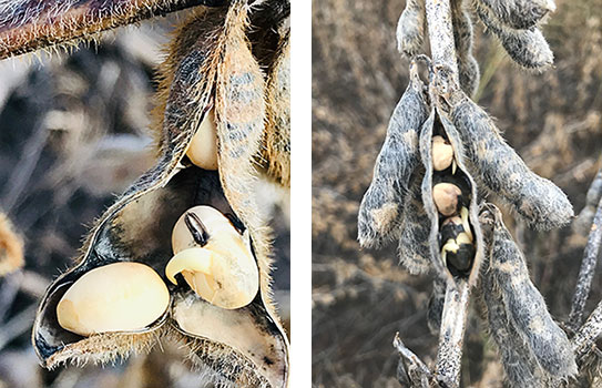 rottura dei baccelli e pre-germinazione dei semi di soia