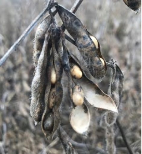 rottura dei baccelli e pre-germinazione dei semi di soia