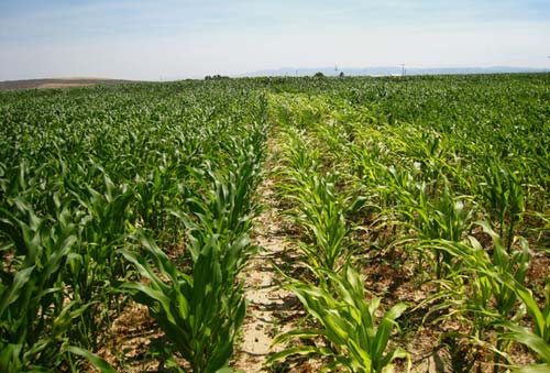 Sintomi di carenza di micronutrienti