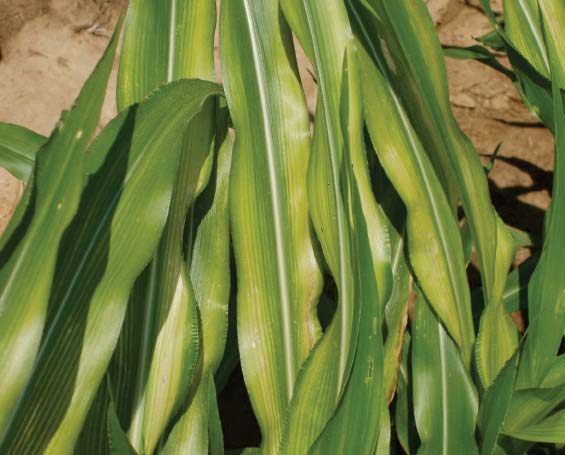 Sintomi di carenza di zinco