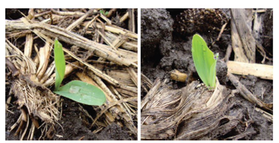 piante di mais che emergono attraverso residui di mais
della stagione precedente