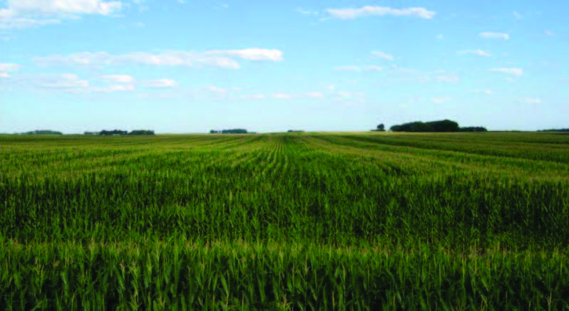 campo di mais in monosuccessione che mostra ritardo nella fioritura nelle file con residui eccessivi lasciati dalla mietitrebbia.