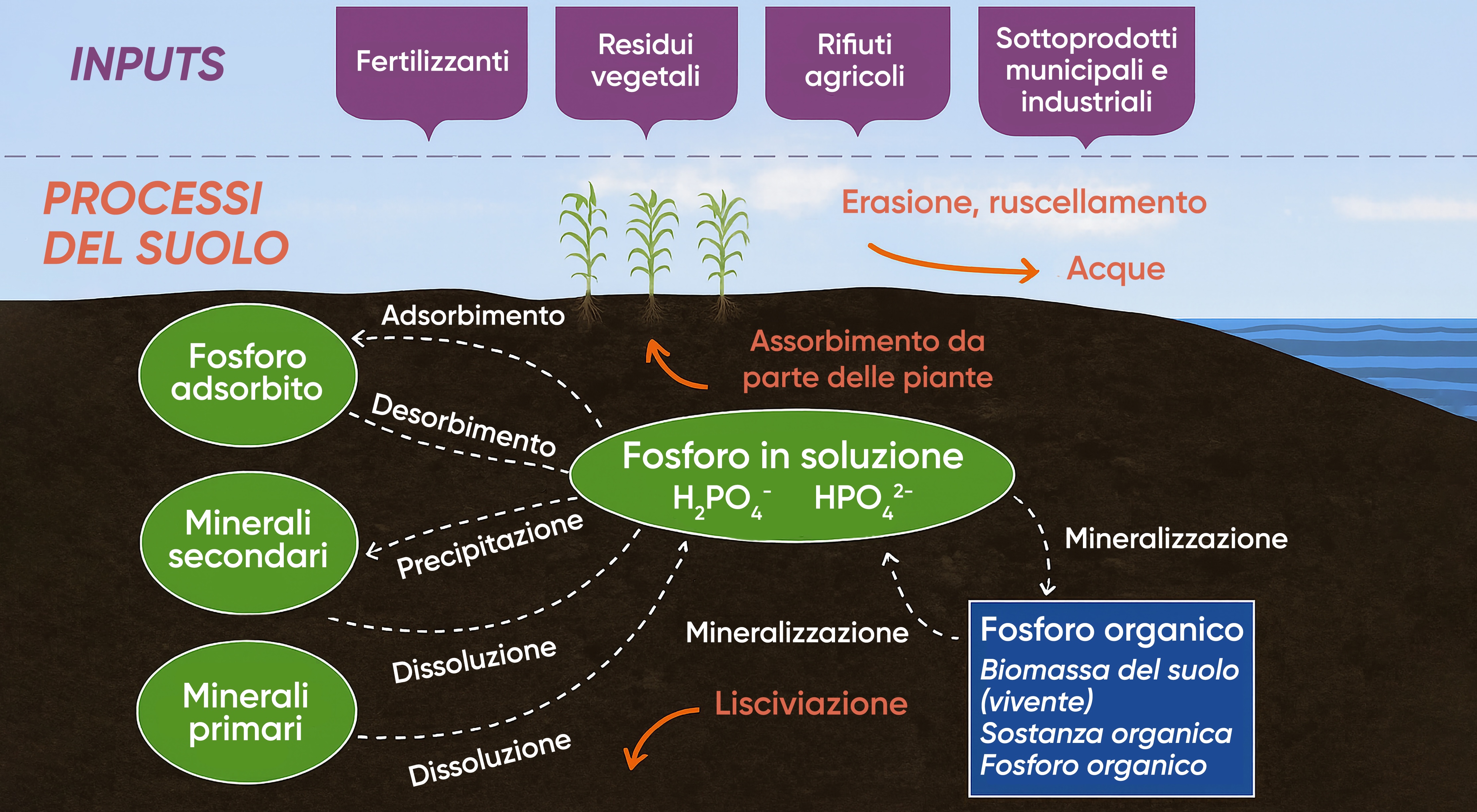 il ciclo del fosforo