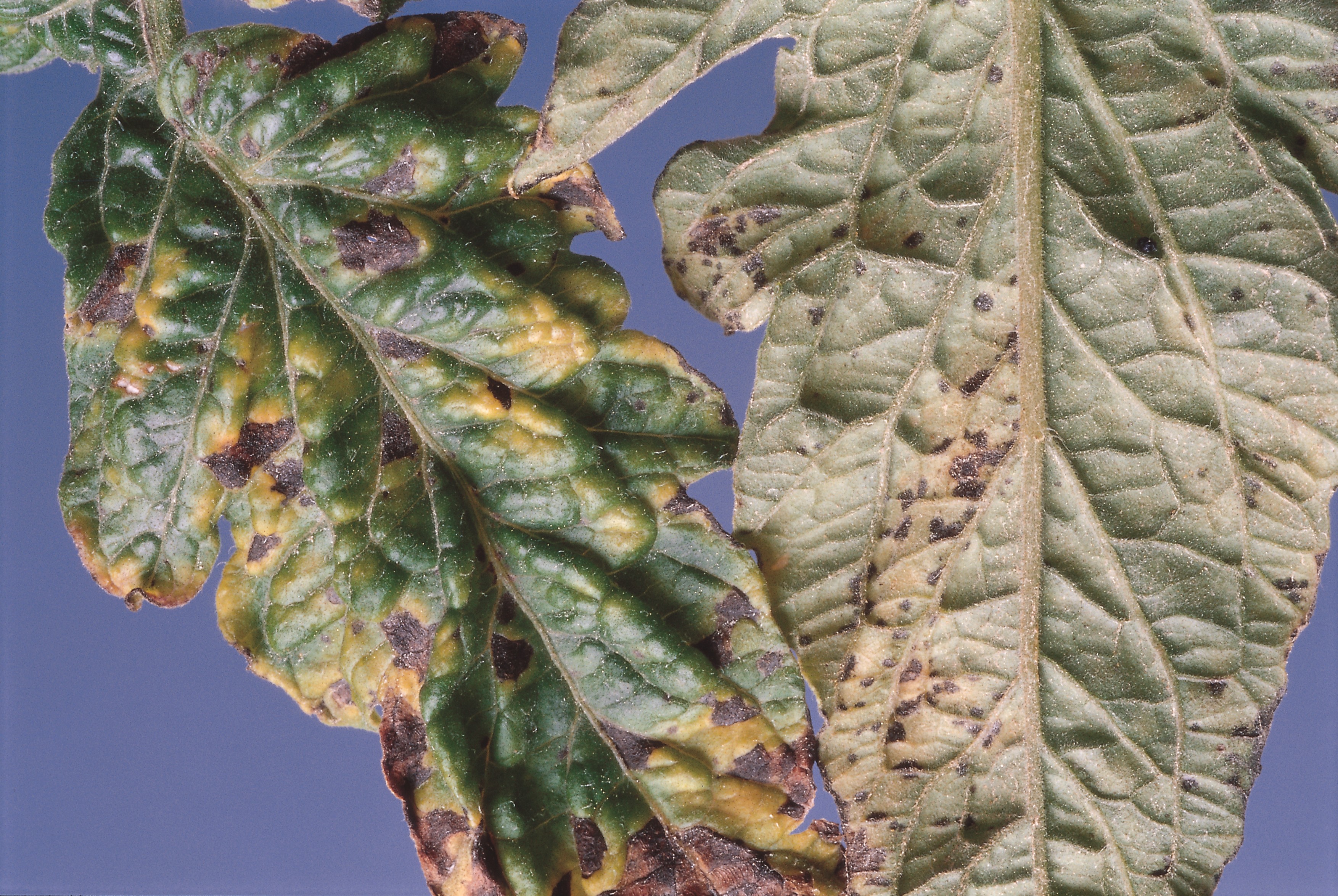 batteriosi del pomodoro