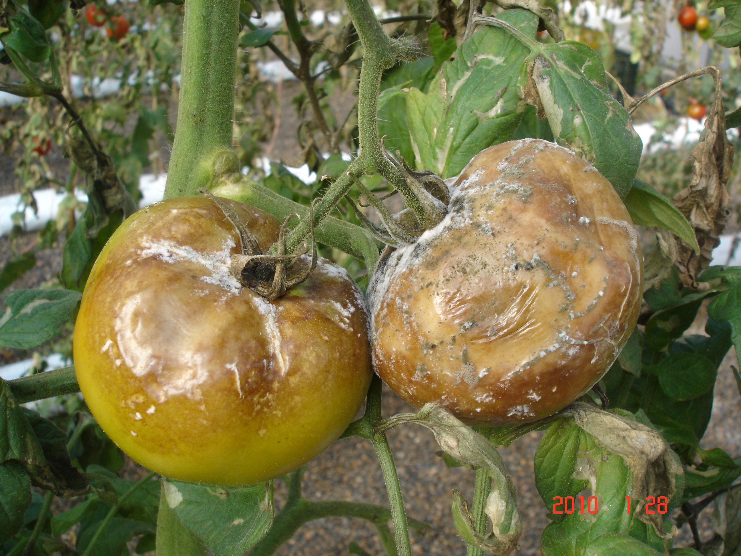 Peronospora del pomodoro
