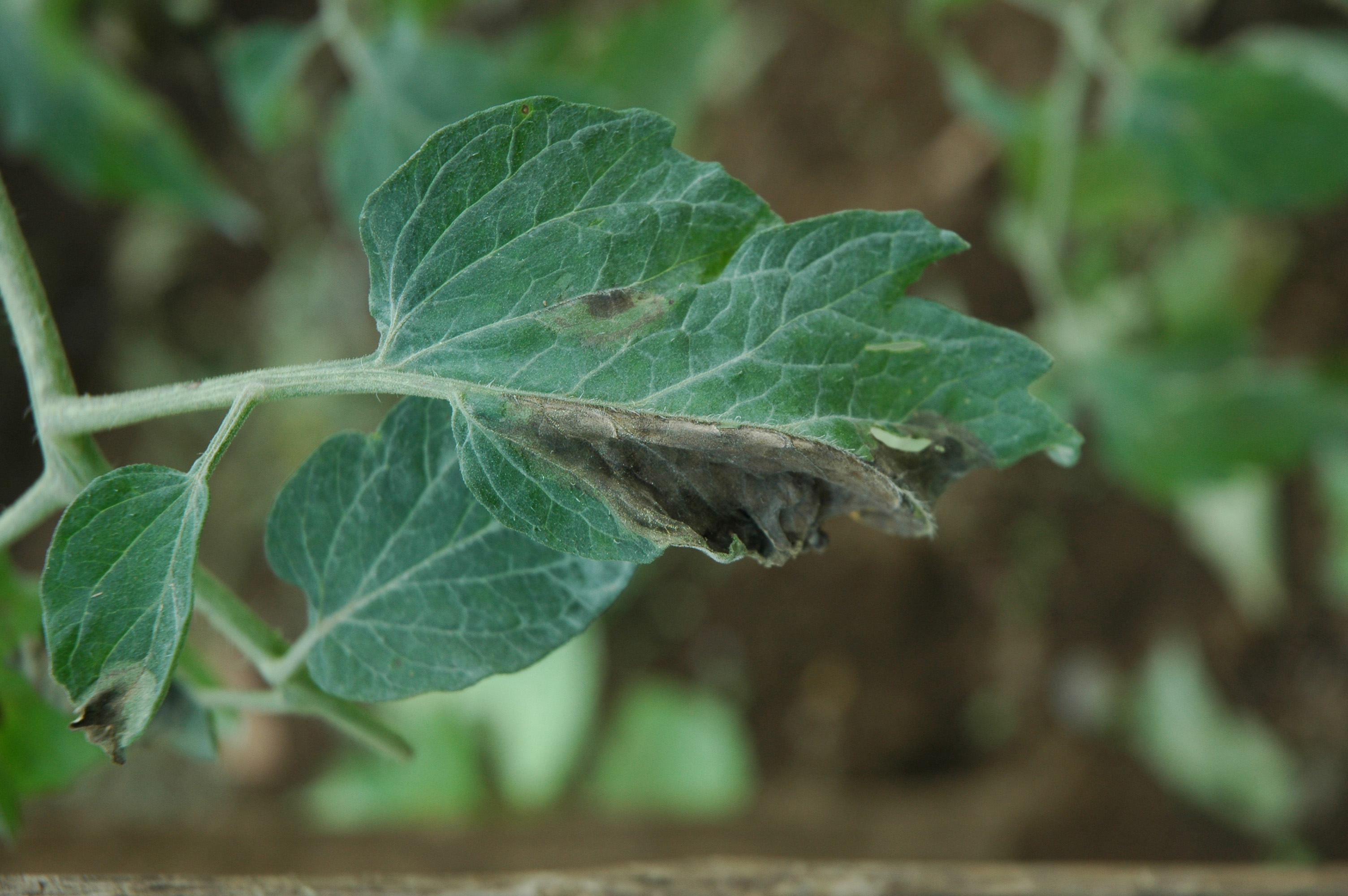 Peronospora del pomodoro