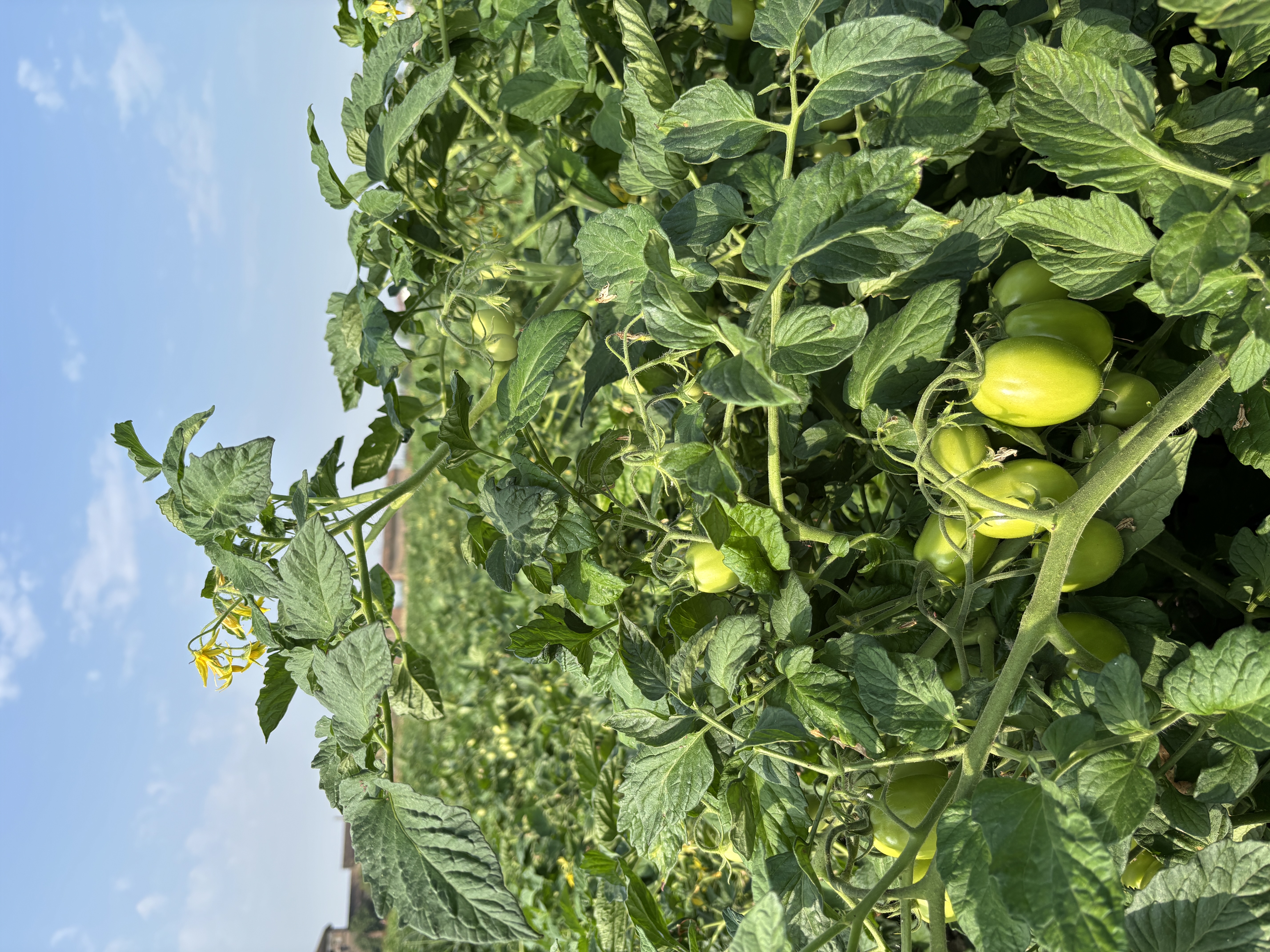 foto pomodoro