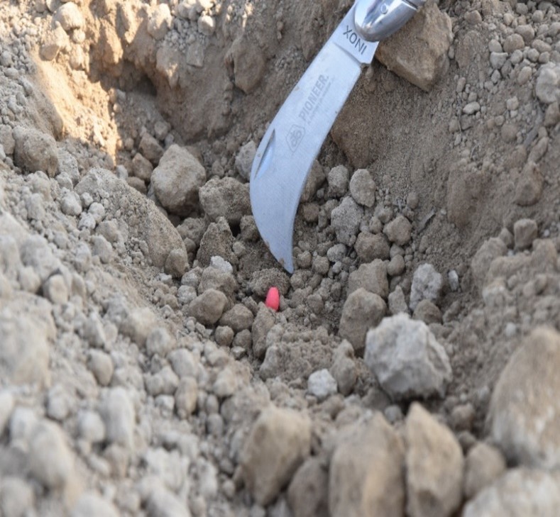 Valutazione della profondità di deposizione del seme.