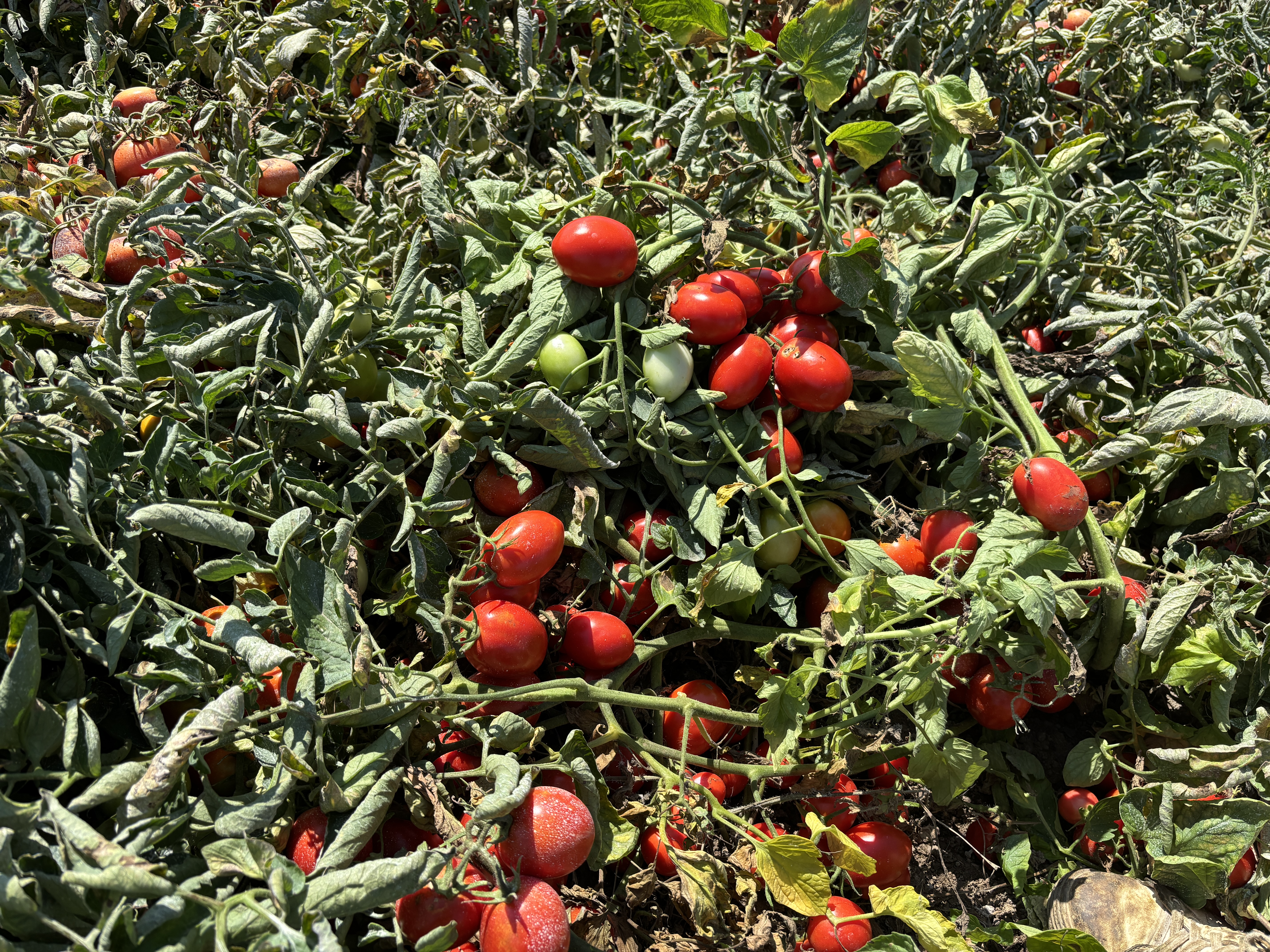 pomodoro da industria pronto per la raccolta