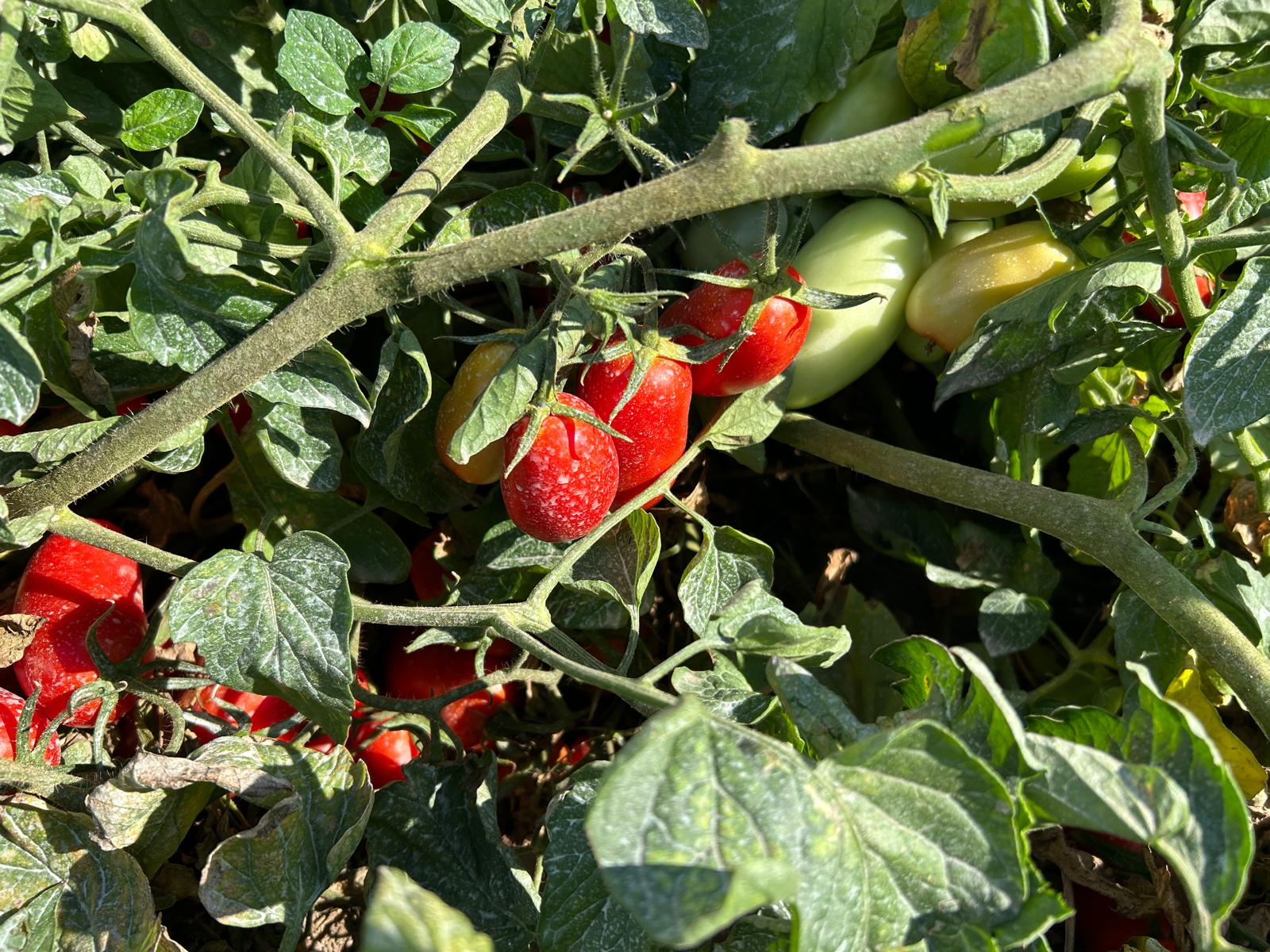 pomodoro da industria pronto per la raccolta