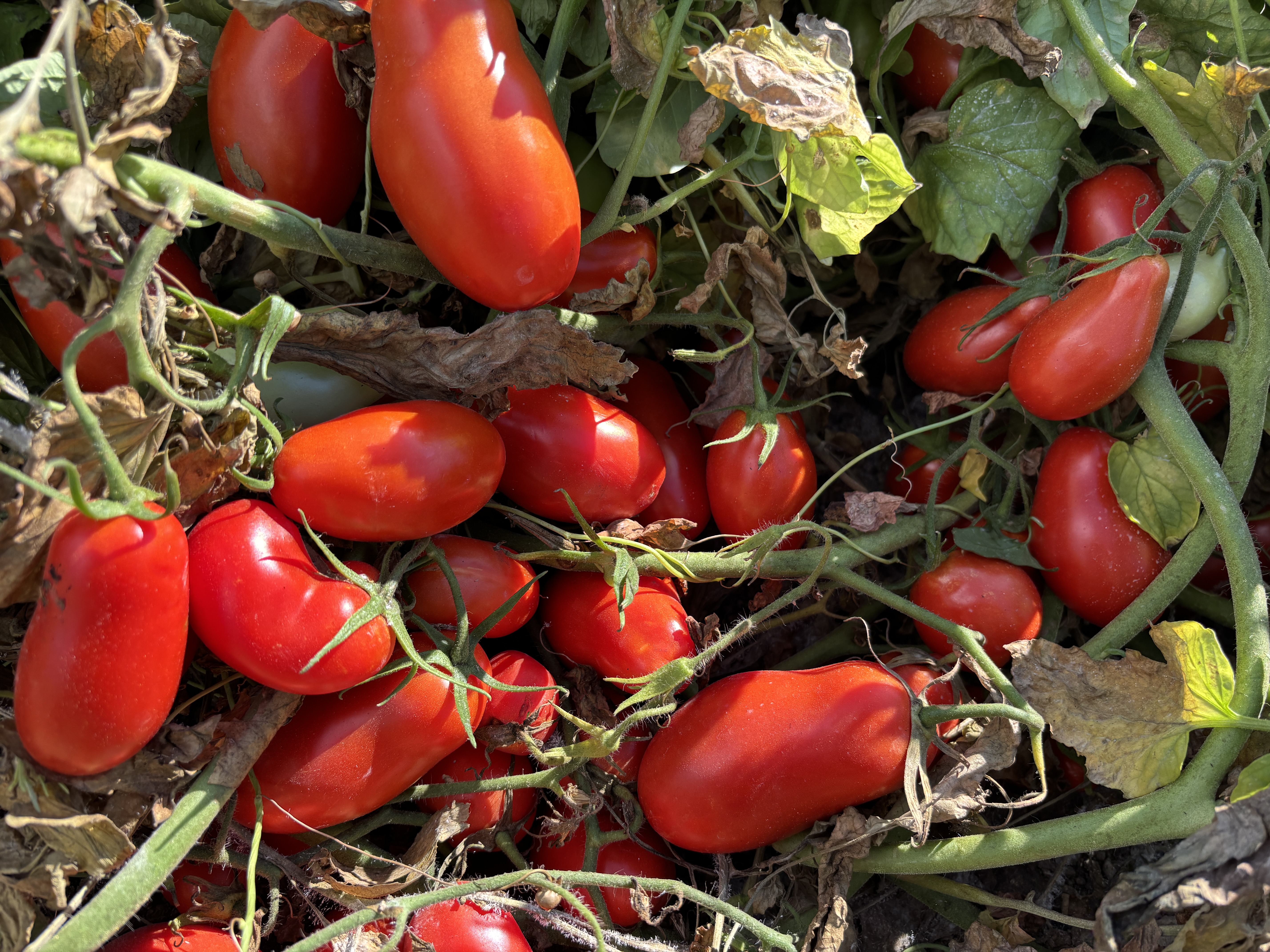 pomodoro da industria pronto per la raccolta
