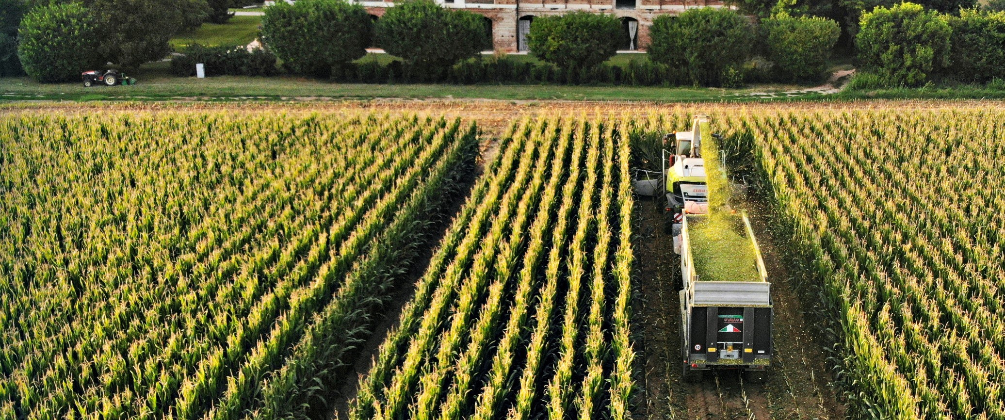 trinciatura del mais