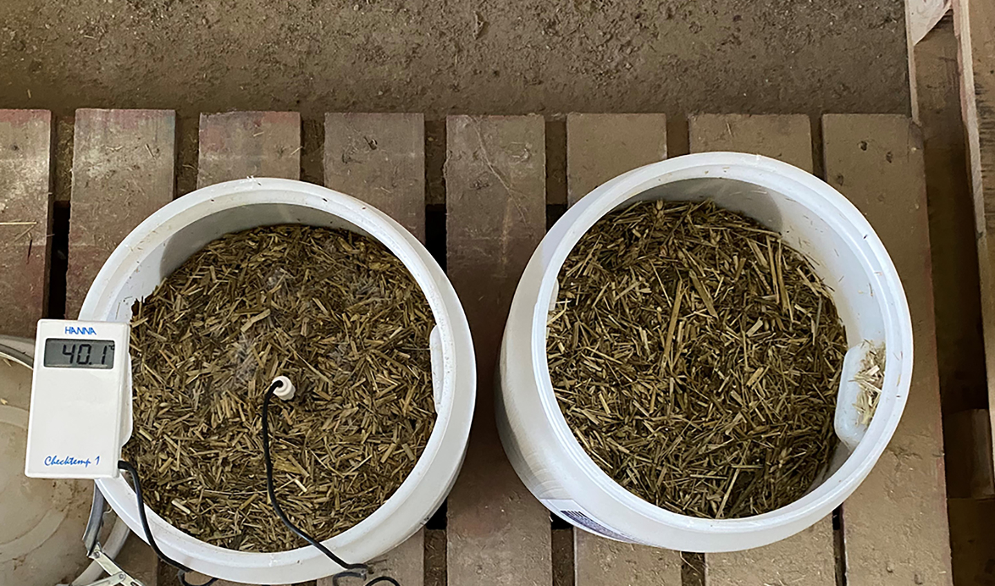 Analisi visiva del contenuto dei minisilos mostrati nella foto precedente