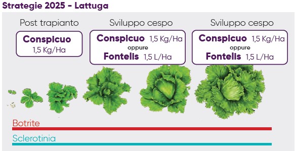 strategia per l'uso del fungicida Conspicuo