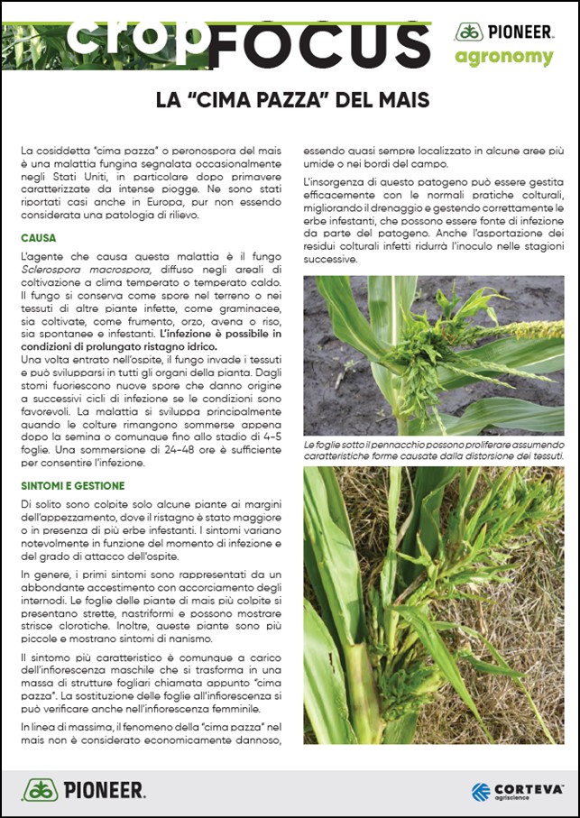 Immagine di anteprima dell'articolo