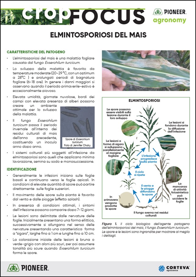 Immagine di anteprima dell'articolo