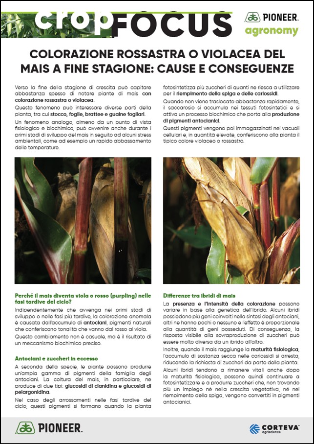 Immagine di anteprima dell'articolo