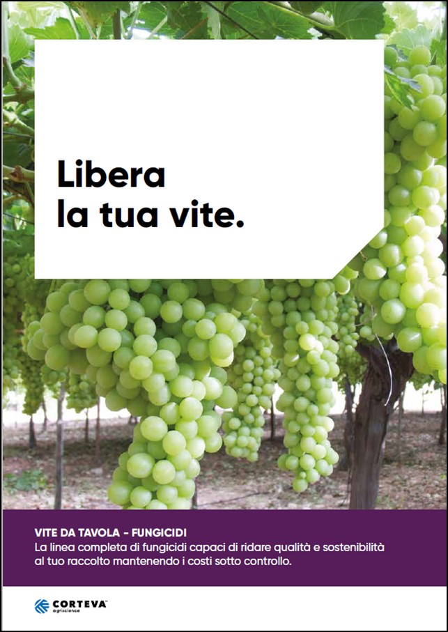Anteprima della linea Corteva per la coltivazione della vite da tavola
